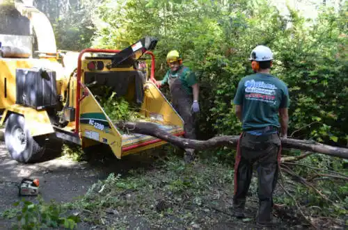 tree services Indian Springs